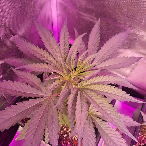Crema de Frutas growlog photo: Crema banana