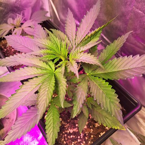 Crema de Frutas growlog photo: Crema de fruta 1 y 2 