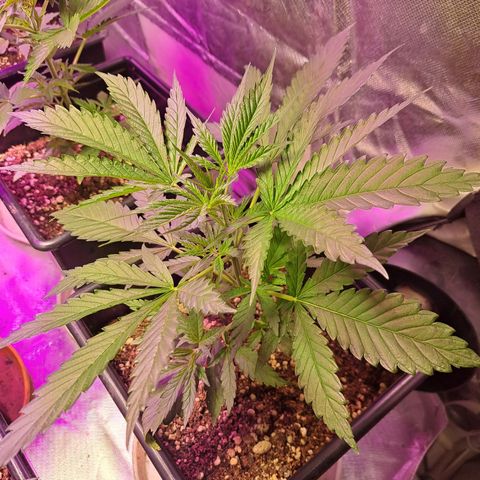 Crema de Frutas growlog photo: Crema de fruta 1 y 2 