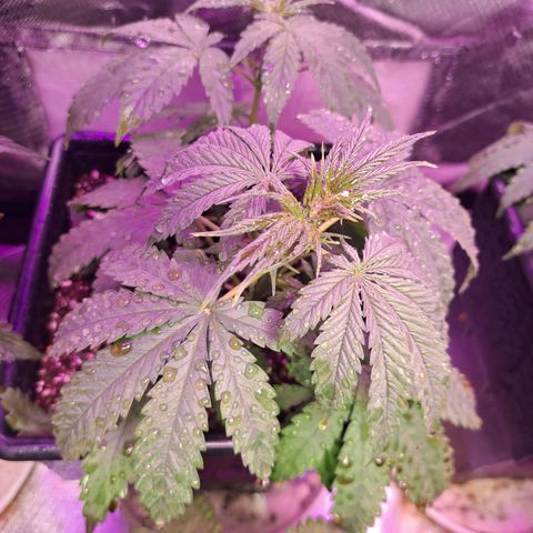 Regulares growlog photo: Regular del medio