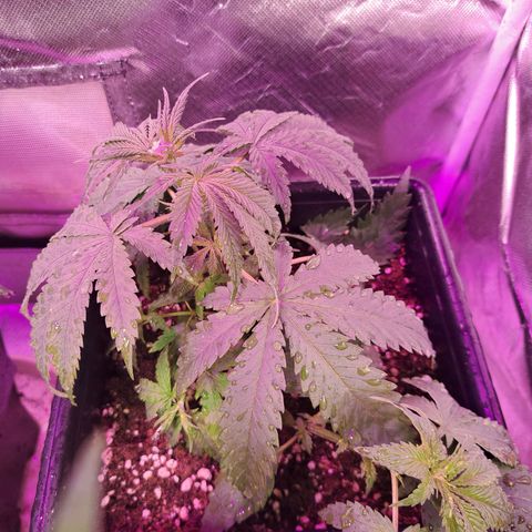 Regulares growlog photo: Regular de la punta