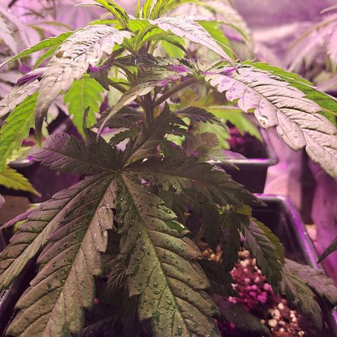 Royal Moby 1 growlog photo: Royal moby 1