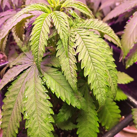 Royal Moby 1 growlog photo: Royal moby 2
