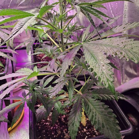 Crema de Frutas growlog photo: Crema fruta 1