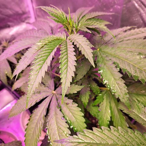 Crema de Frutas growlog photo: Crema fruta 2