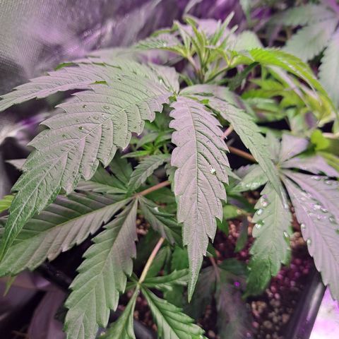 Crema de Frutas growlog photo: Crema galletita 1