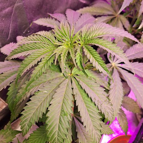 Crema de Frutas growlog photo: Crema galletita 2