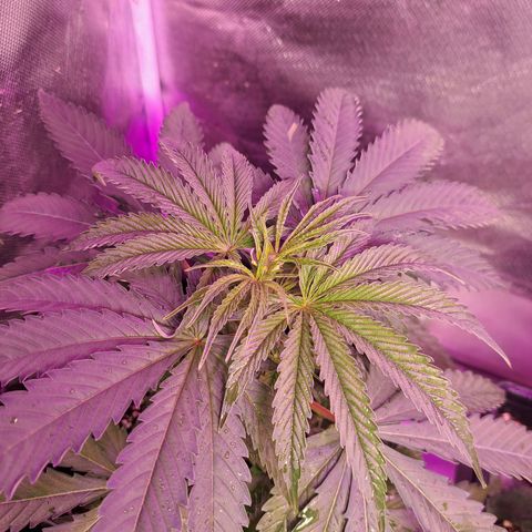 Crema de Frutas growlog photo: Crema banana