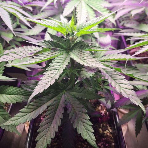 Royal Moby 1 growlog photo: Moby 1