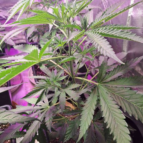 Crema de Frutas growlog photo: Crema de fruta