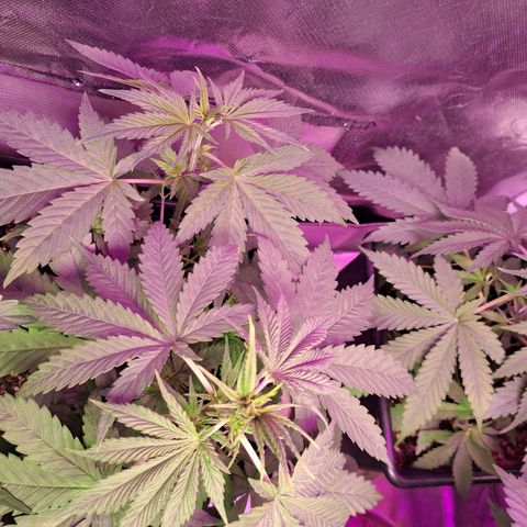 Regulares growlog photo: Regulares