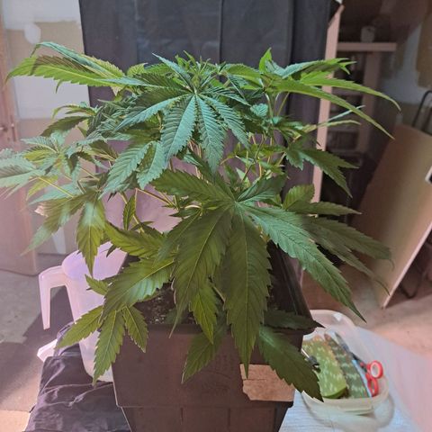 Crema de Frutas growlog photo: Crema Galletita nro 1
Podar y sacar esquejes.