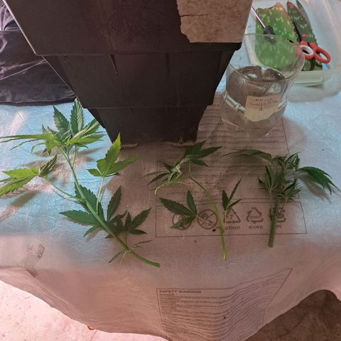 Crema de Frutas growlog photo: 3 esquejes
Crema galletita nro 1
2 de abajo
1 punta