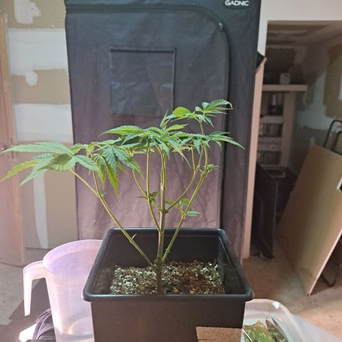Crema de Frutas growlog photo: Crema galletita no 1 padada