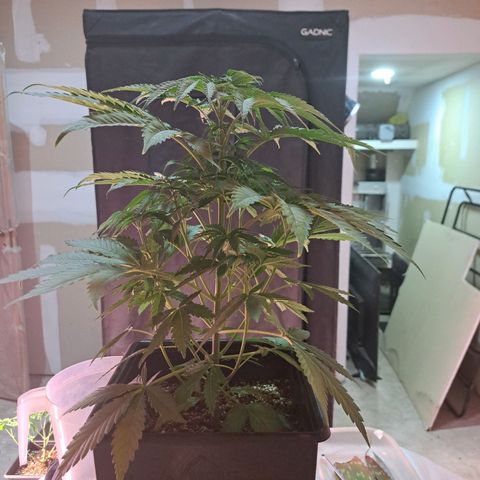 Crema de Frutas growlog photo: Crema galletita nro 2
Poda y sacar esquejes 