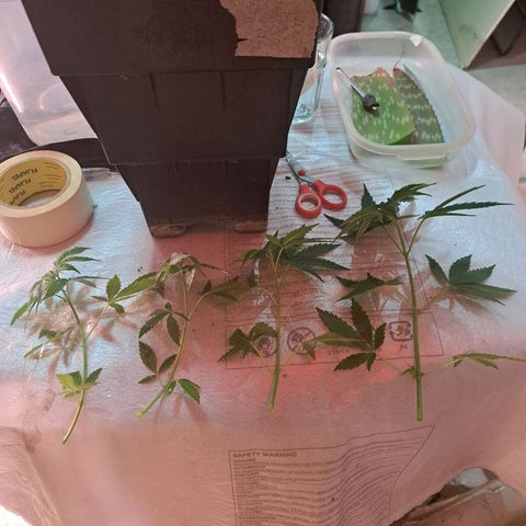 Crema de Frutas growlog photo: Crema galletita nro 2
4 esquejes de abajo