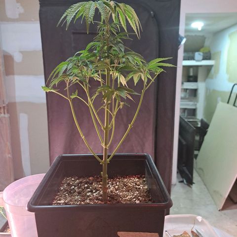 Crema de Frutas growlog photo: Crema galletita poda fim