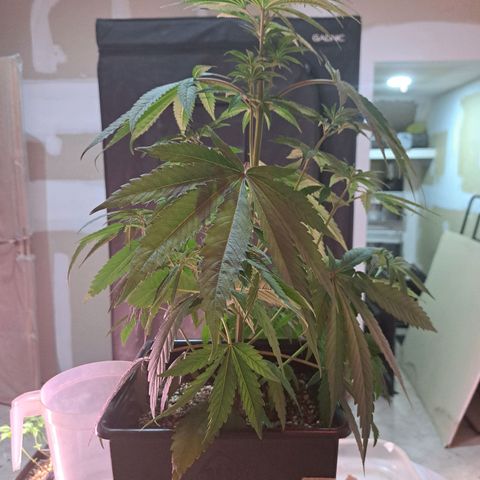Crema de Frutas growlog photo: Crema banana nro 1 
Poda y sacar esquejes