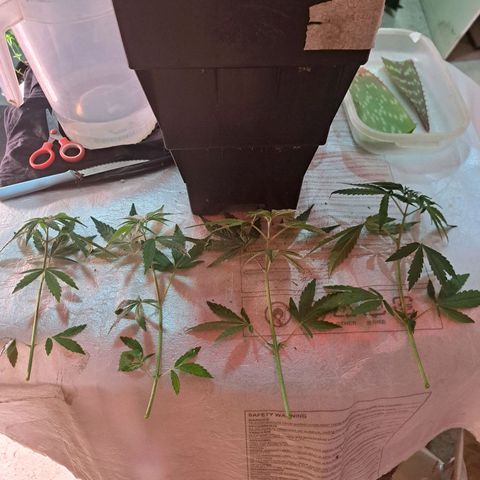 Crema de Frutas growlog photo: Crema banana nro 1
4 esquejes de abajo 