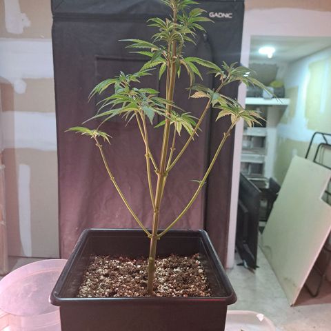 Crema de Frutas growlog photo: Crema banana nro 1 padada
