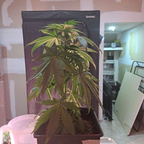 Royal Moby 1 growlog photo: Moby Dick nro 1
Poda y sacar esquejes
