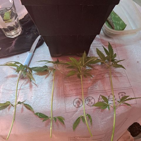 Royal Moby 1 growlog photo: Moby Dick nro 1
4 esquejes de abajo 