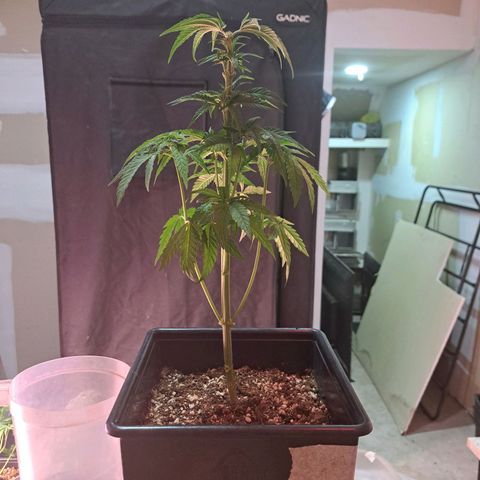 Royal Moby 1 growlog photo: Moby Dick nro 1 podada 