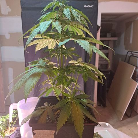 Royal Moby 1 growlog photo: Moby Dick nro 2podar y sacar esquejes 