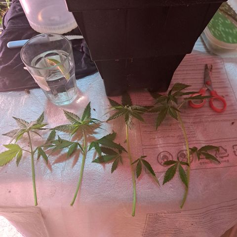 Royal Moby 1 growlog photo: Moby Dick nro 2
4 esquejes 