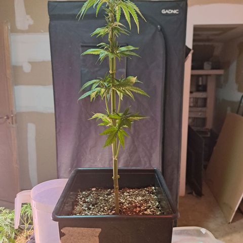 Royal Moby 1 growlog photo: Moby Dick nro 2 podado