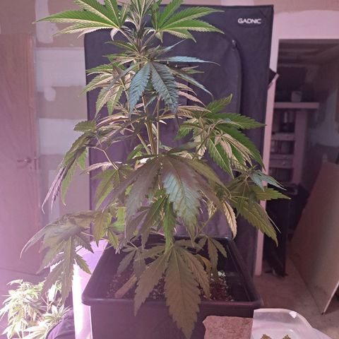 Crema de Frutas growlog photo: Crema de fruta nro 1
Poda y sacar esquejes 