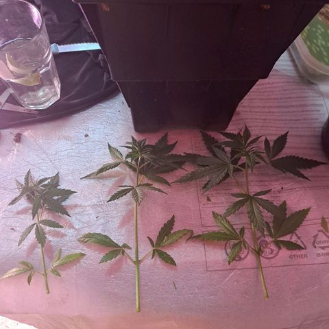 Crema de Frutas growlog photo: Crema de fruta nro 1
3 esquejes