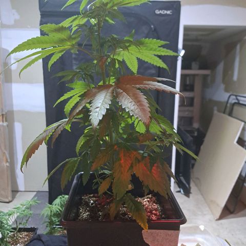 Crema de Frutas growlog photo: Crema de fruta nro 2
Podar y sacar esquejes 
