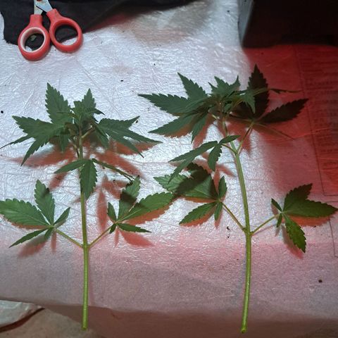 Crema de Frutas growlog photo: Crema de fruta nro 2
2 esquejes 