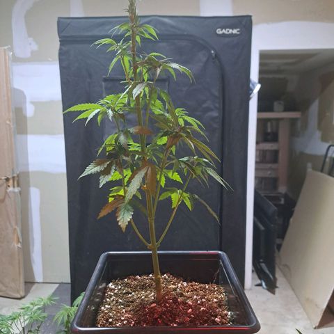Crema de Frutas growlog photo: Crema de fruta nro 2
Podado