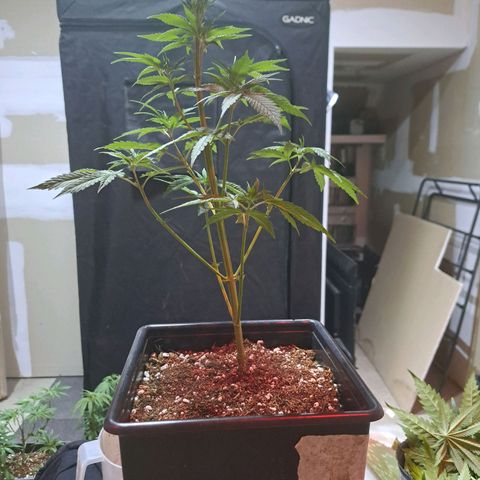 Crema de Frutas growlog photo: Crema de fruta nro 1 podada 