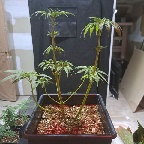 Regulares growlog photo: Regular podada