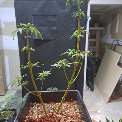 Regulares growlog photo: Regulares
