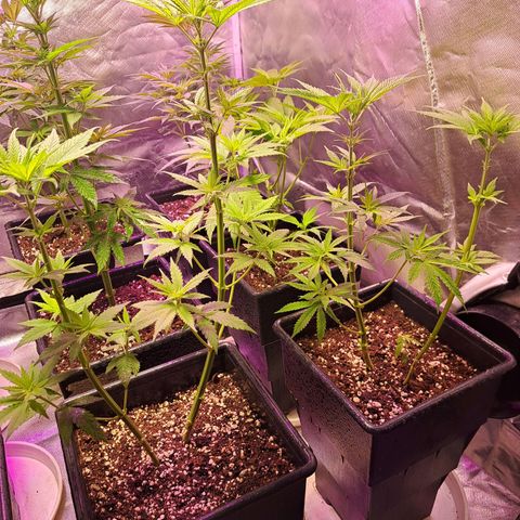 Regulares growlog timeline photo