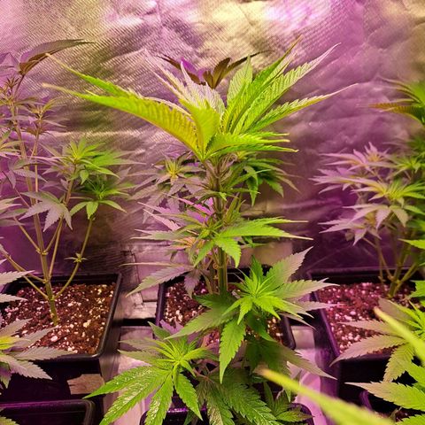 Royal Moby 1 growlog photo: M Dick 2 