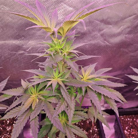 Royal Moby 1 growlog photo: M Dick 1 