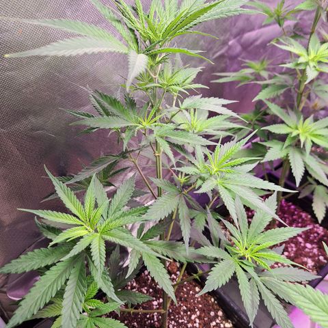 Crema de Frutas growlog photo: Crema de fruta 1