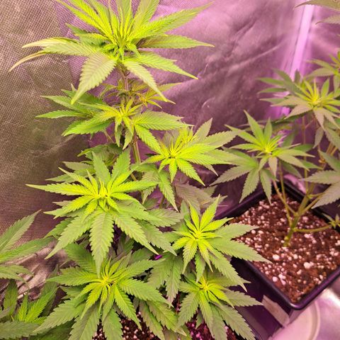 Crema de Frutas growlog photo: Crema de fruta 2