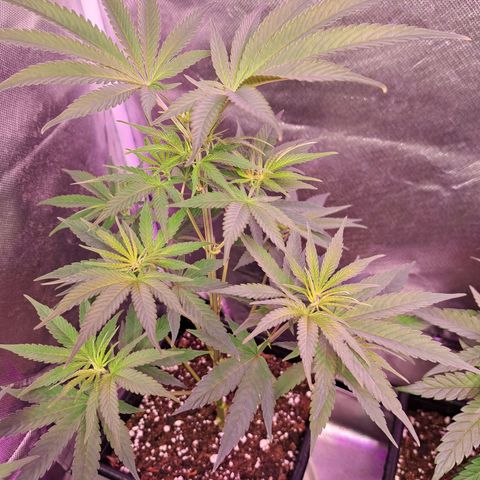 Crema de Frutas growlog photo: Crema de banana 1