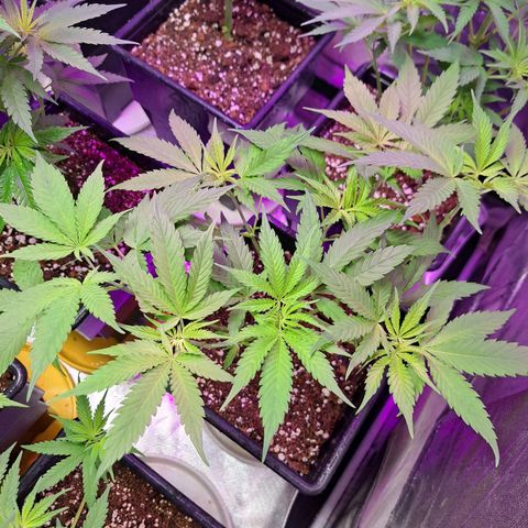 Crema de Frutas growlog photo: Crema de galletita 1