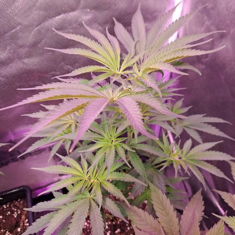 Crema de Frutas growlog photo: Crema de galletita 2