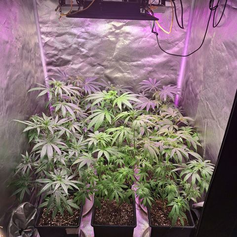 Crema de Frutas growlog timeline photo