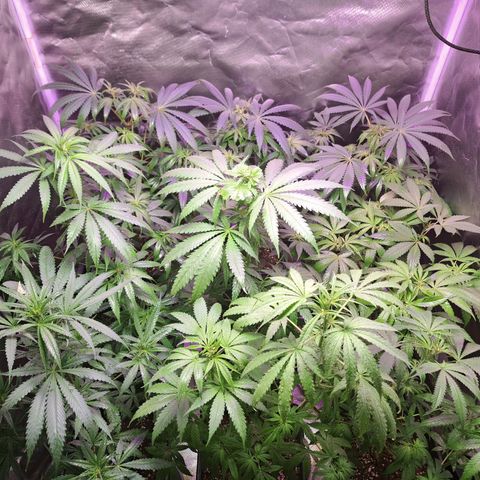 Royal Moby 1 growlog timeline photo
