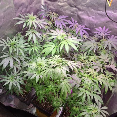 Regulares growlog timeline photo