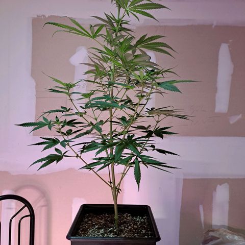Crema de Frutas growlog photo: Crema de fruta nro 1